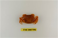 藏品(蔡氏澤蟹)的圖片